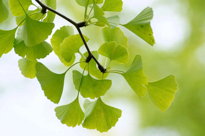 Ginkgo Biloba