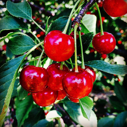 Montmorency Cherry