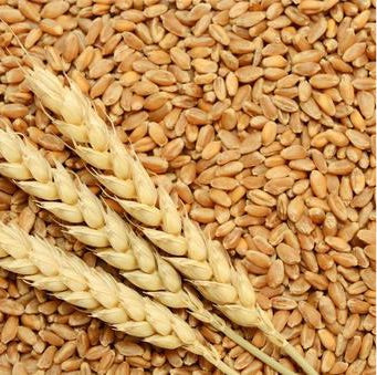 Wheat fibre