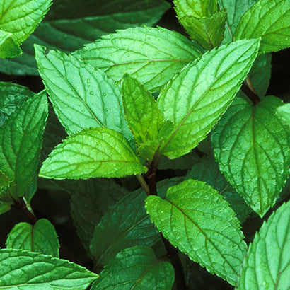 Peppermint Leaf